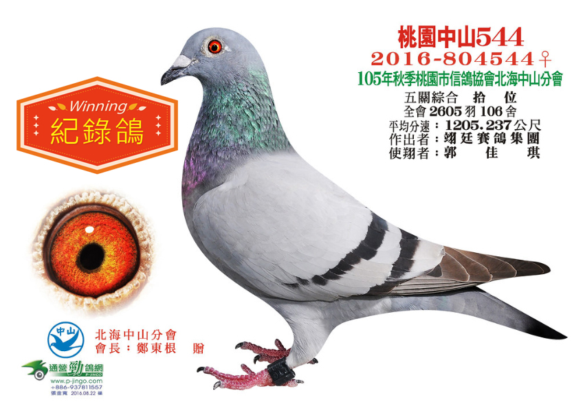好鴿網nicepigeon 台灣賽鴿拍賣網站最佳首選